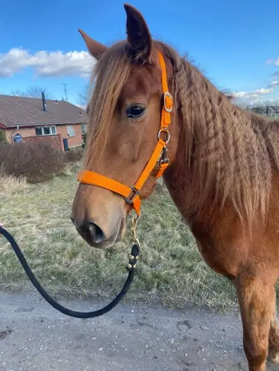 Zarte Stute sucht neue Aufgaben