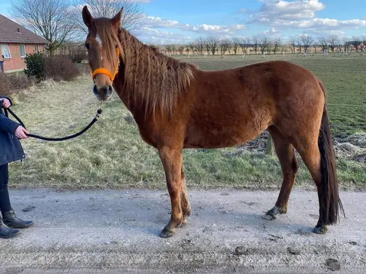 Zarte Stute sucht neue Aufgaben