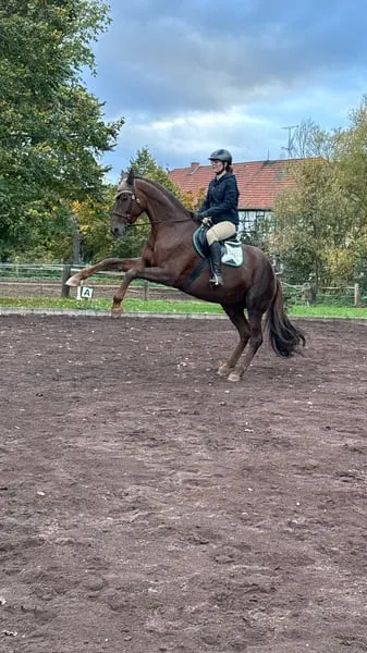 Ängste beim Reiten abbauen – mit Falltraining 27.06.26 oder ganzes Wochenende