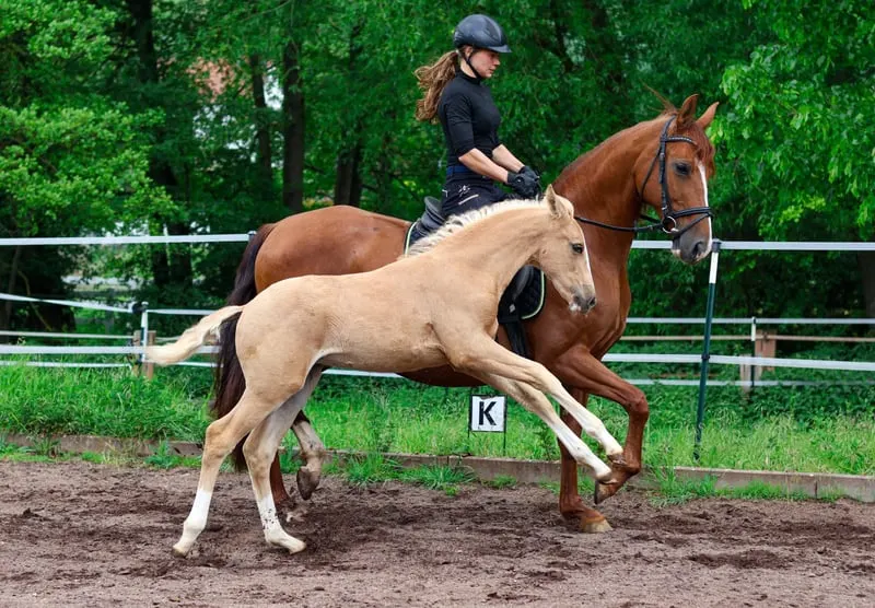 Jungpferdearbeit – vom Fohlen zum Reitpferd 26.09.2026 ab 13.00 Uhr