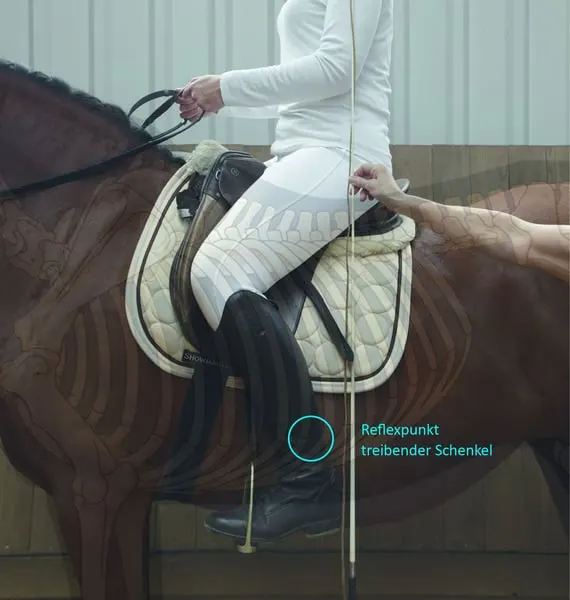 Biomechanisch korrektes Reiten – Reiter/Pferd 20.06.26 auch mit Übernachtung/Reitstunden