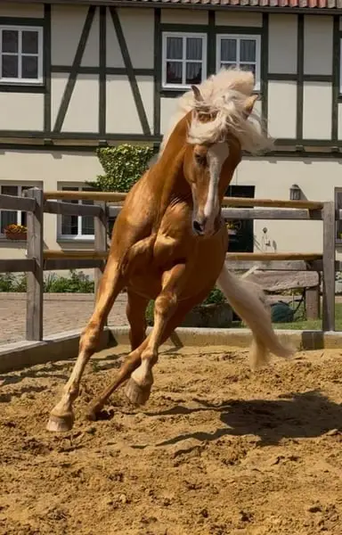 Pferdewirtin gesucht