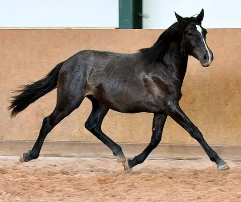 Potro PRE - Potro Andaluz