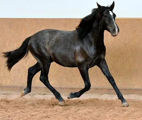 PRE Fohlen - Andalusier Fohlen