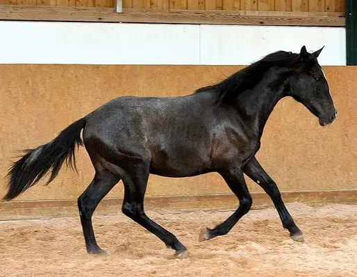 PRE Fohlen - Andalusier Fohlen