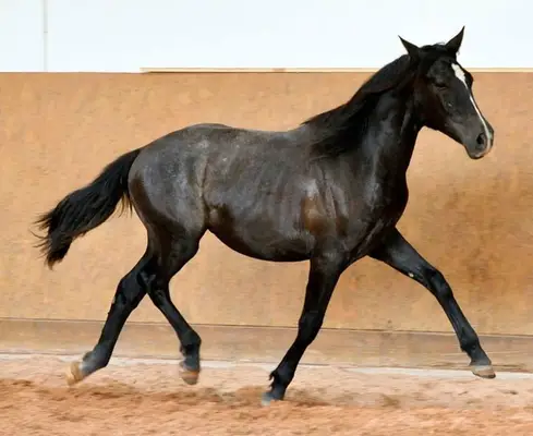 PRE Fohlen - Andalusier Fohlen