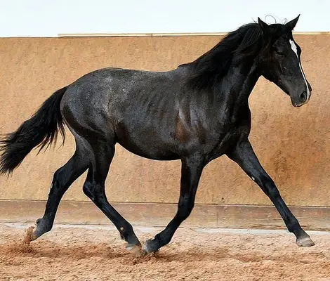PRE Fohlen - Andalusier Fohlen