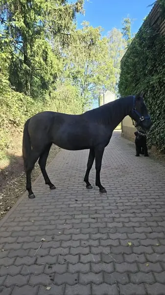 Schicke Andalusier Jährlingsstute