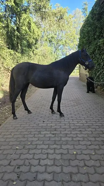 Schicke Andalusier Jährlingsstute