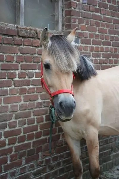 Fjord-Pony, 6 Monate alt, mit seiner Mutter