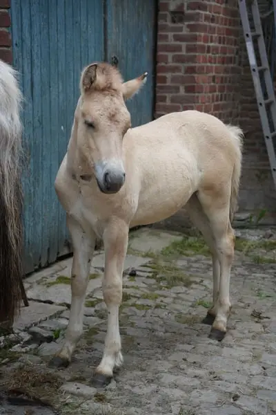 Fjord-Pony, 6 Monate alt, mit seiner Mutter