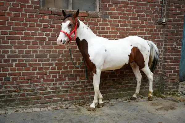 Oreo, ganzer 2-jähriger Palomino-Wallach