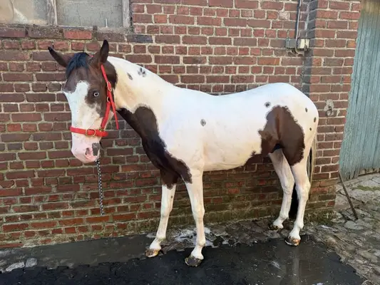 Oreo, ganzer 2-jähriger Palomino-Wallach