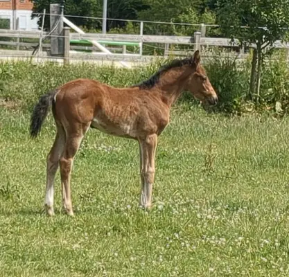 Sportliches Stutfohlen