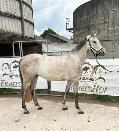 5 jährige schicke Schimmelstute
