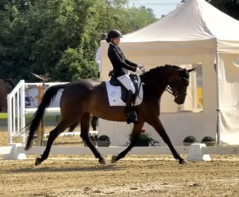 Elegante caballo de doma con gran carácter