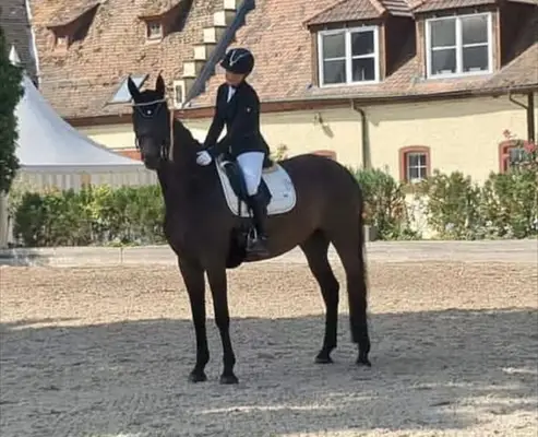 Schickes Dressurpferd mit tollem Charakter