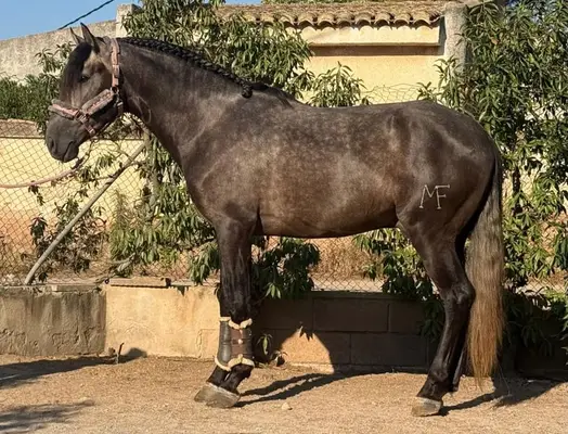 SANFTER RIESE: ULTRA BAROCKER PRE MIT TRAUMCHARAKTER