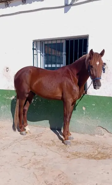 Hispano-Araber-Fohlen, Falb, mit goldener Rappe-Farbe.