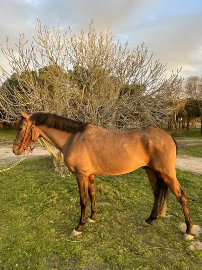 Kastriertes Pferd, 3 Jahre alt.