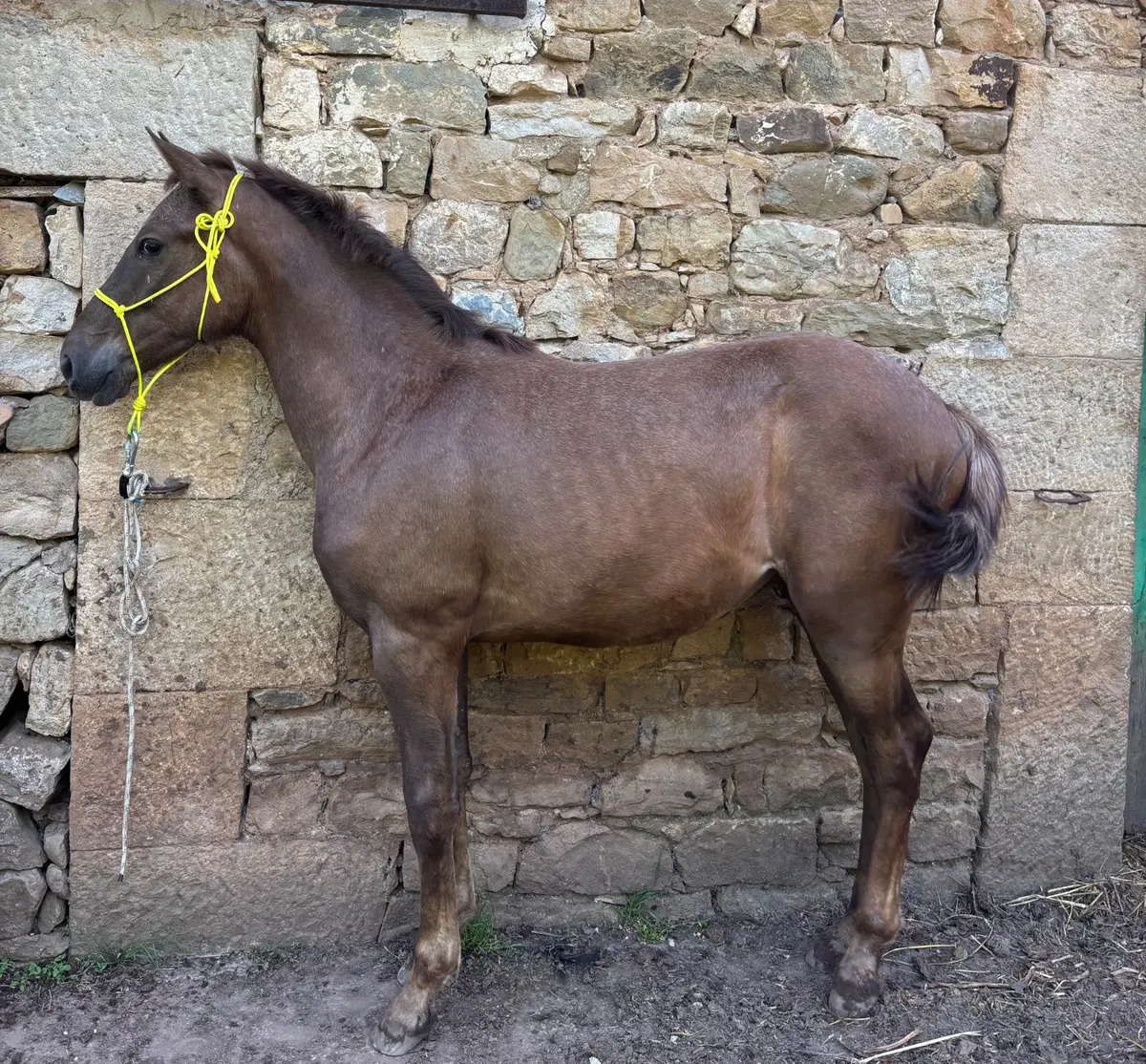 Appaloosa Alazan