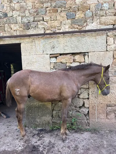 Appaloosa Alazan