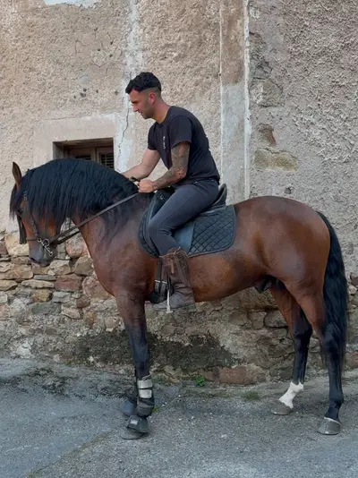 Three-blood horse