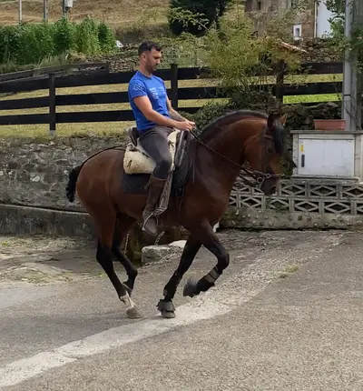 Three-blood horse