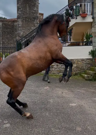 Three-blood horse