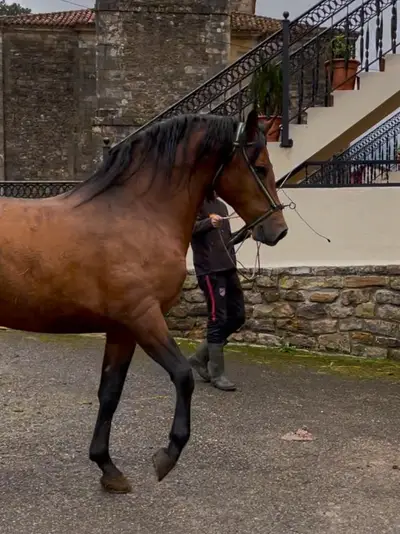 Three-blood horse