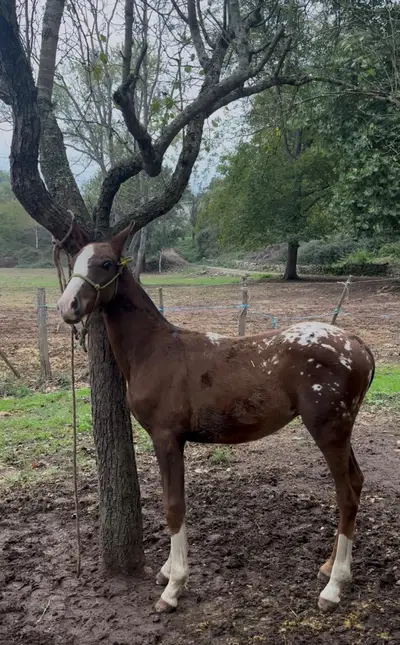 Poulain appaloosa