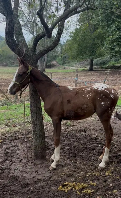Appaloosa-Hengstfohlen