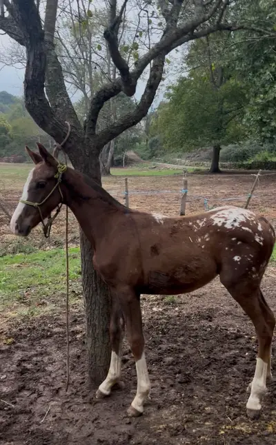 Appaloosa-Hengstfohlen