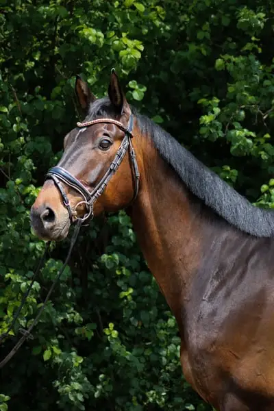 Trakehnerwallach mit Wow-Faktor