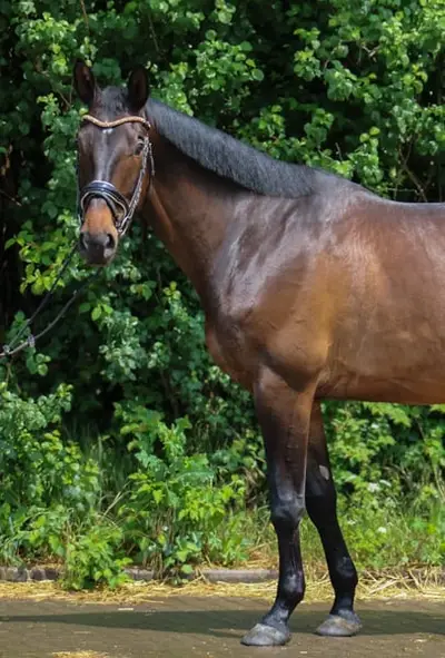 Trakehnerwallach mit Wow-Faktor