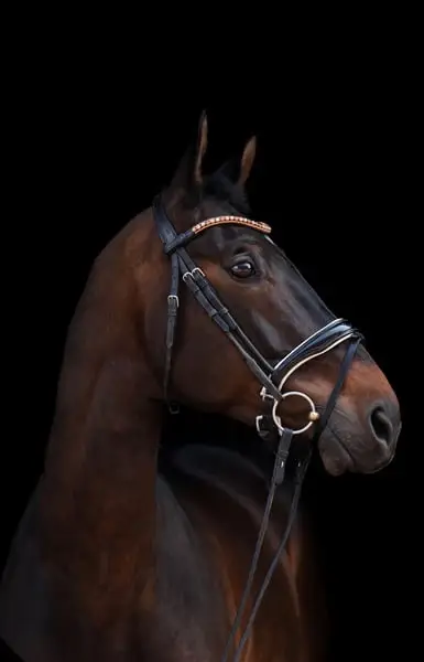 Trakehnerwallach mit Wow-Faktor