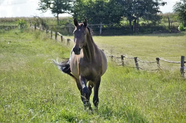 Trakehnerwallach mit Wow-Faktor