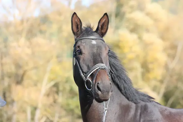 Trakehnerwallach mit Wow-Faktor
