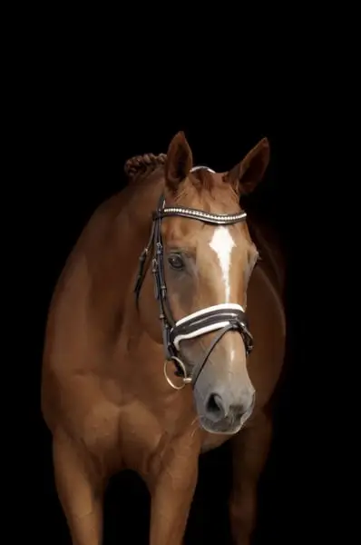 Ein Pferd mit Herz und Seele – Wilbur sucht seinen Menschen