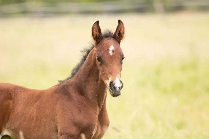 Hengstfohlen mit besonderem Pedigree