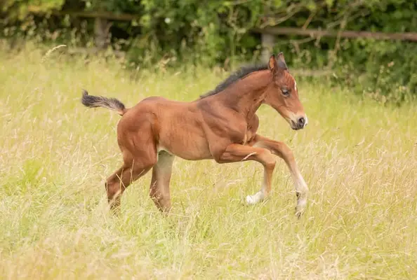 Hengstfohlen mit besonderem Pedigree