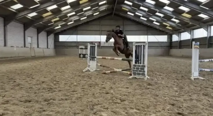 Typvoller Wallach sucht 5***** Zuhause