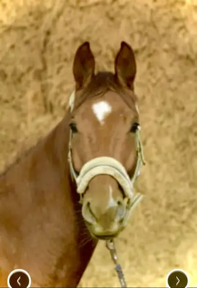 Wunderschöner Hickstead White x Chacco Blue Wallach