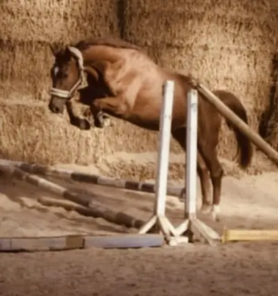 Wunderschöner Hickstead White x Chacco Blue Wallach
