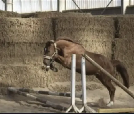 Wunderschöner Hickstead White x Chacco Blue Wallach