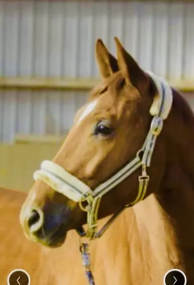 Wunderschöner Hickstead White x Chacco Blue Wallach