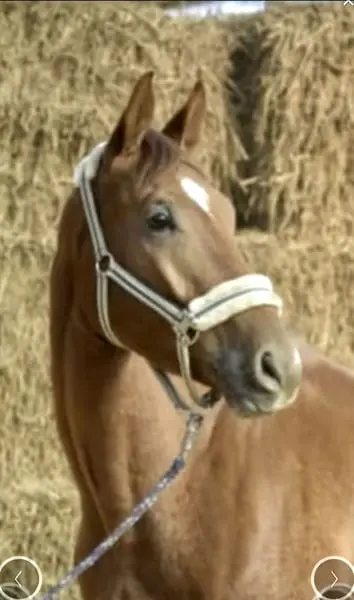 Wunderschöner Hickstead White x Chacco Blue Wallach