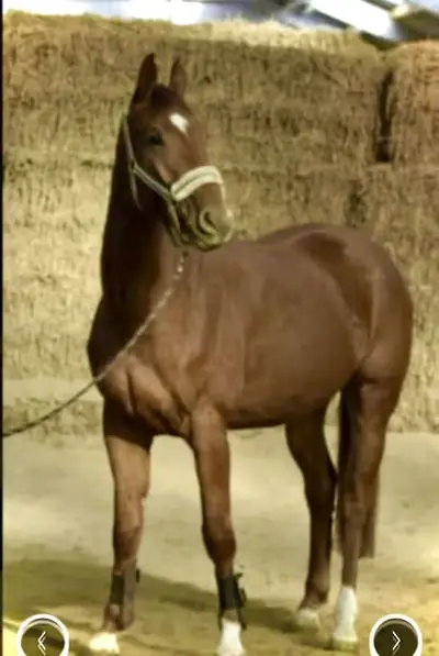 Wunderschöner Hickstead White x Chacco Blue Wallach