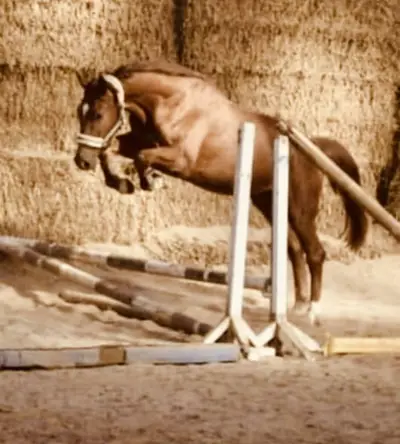 Wunderschöner Hickstead White x Chacco Blue Wallach