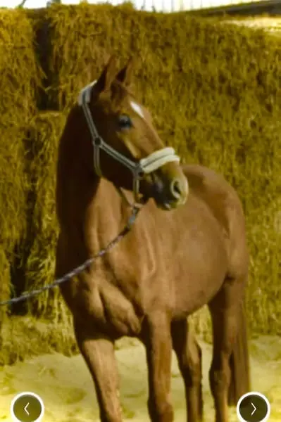 Wunderschöner Hickstead White x Chacco Blue Wallach